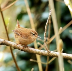  „Stunde der Wintervögel“ 2023: Viele Gänse, Zaunkönige und Türkentauben
