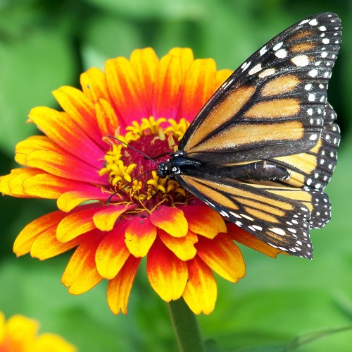 Klimaschutz bleibt gr&ouml;&szlig;ter Gartentrend &nbsp;