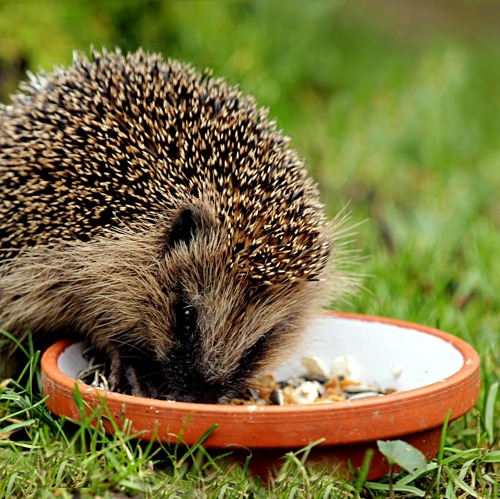Igel, Spatz und Co. durch den Winter helfen