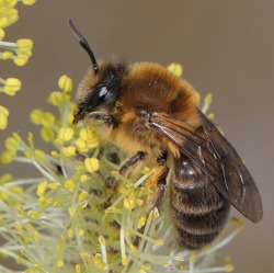 Wildbiene des Jahres: Die Frühlings-Seidenbiene