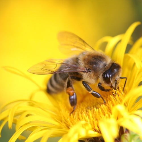 Die fleißigen Bienchen