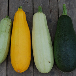 Ein paar Zucchini gefällig?