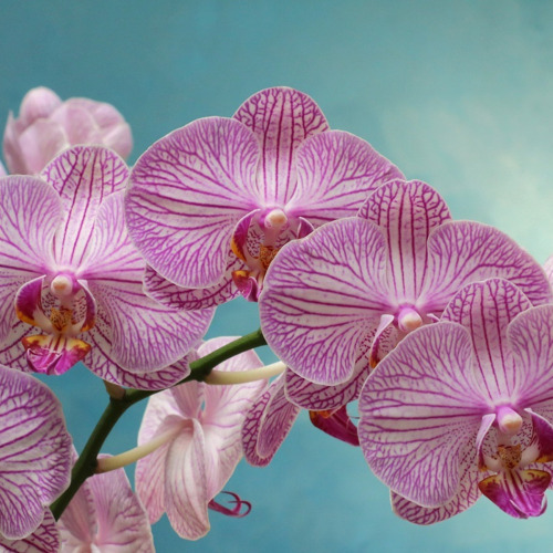Faszination Orchideen: Ausstellung mit Verkauf und Beratung