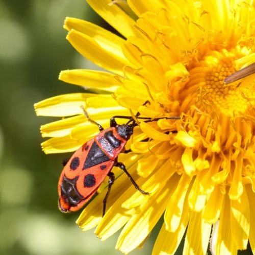 Nächste Runde beim Insektensommer startet