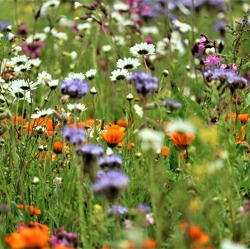 Für Vielfalt in der Natur