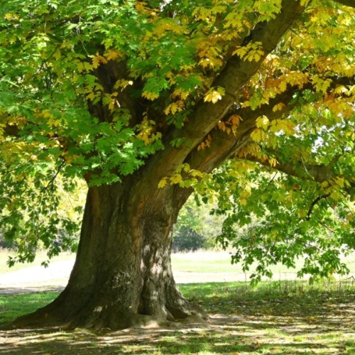 Baum des Jahres 2025