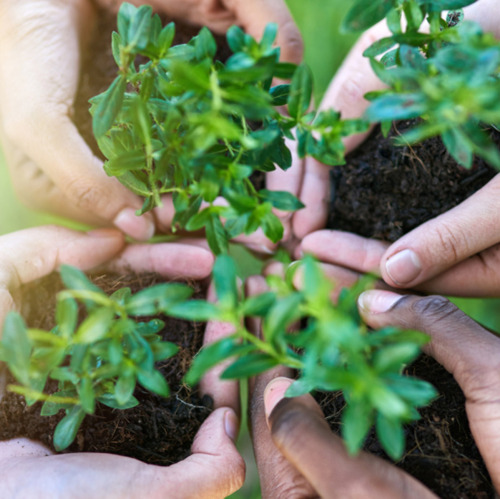Seminar: Naturschutz im Garten