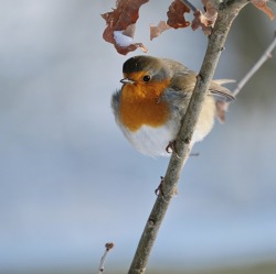 "Stunde der Wintervögel": Zählaktion startet bald