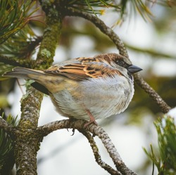 „Stunde der Wintervögel“ geht in die dreizehnte Runde