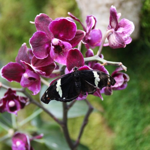 Orchideenblüte in der Biosphäre Potsdam