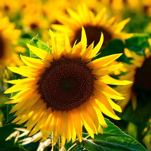 Welttag des Naturschutzes