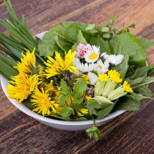 Wildkr&auml;uter im Fr&uuml;hling: Unkraut oder Superfood?