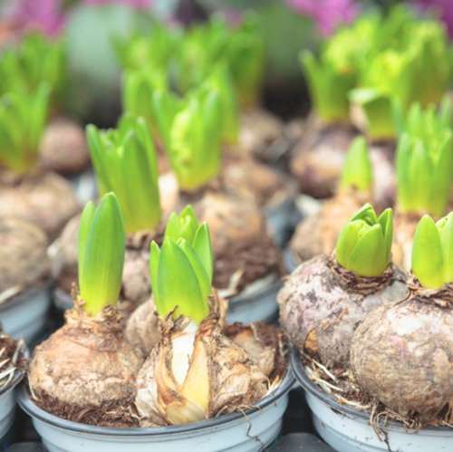 Blumenzwiebeln f&uuml;r das Fr&uuml;hjahr setzen