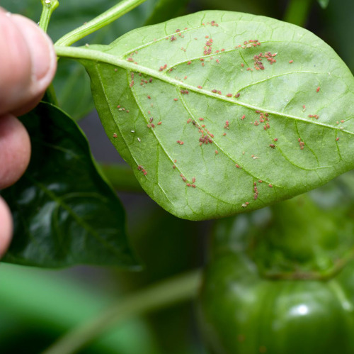 Fallenpflanzen gegen Blattl&auml;use sch&uuml;tzen das Gem&uuml;sebeet auf nat&uuml;rliche Weise