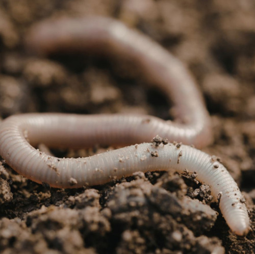 Regenw&uuml;rmer im Fr&uuml;hling sind unverzichtbare Helfer im Gartenboden