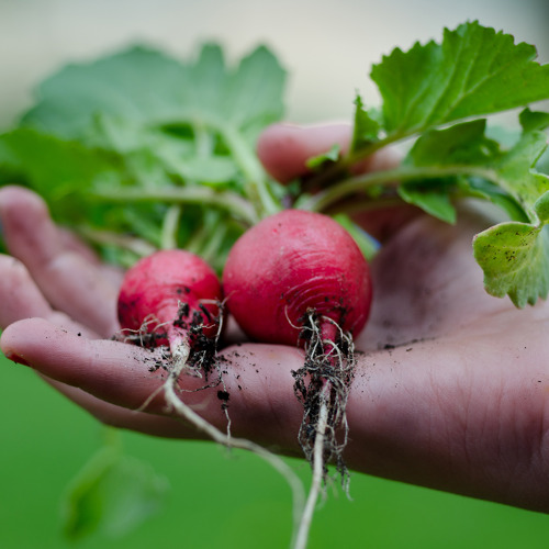 12.07.2025 Nachbegehung Gartenkontrolle